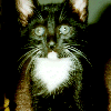 Close up picture of Blighter