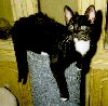 Blighter perched on the scratching post.