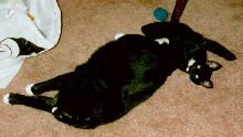 Blighter with Oreo in a rare truce