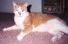 Peanut, my 16 pound son. Born in November of 1986.