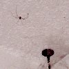 My Spider - about 2 inches in diameter.