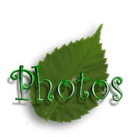 photos link