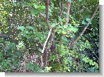 Tree Snail