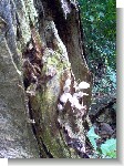 Mushrooms